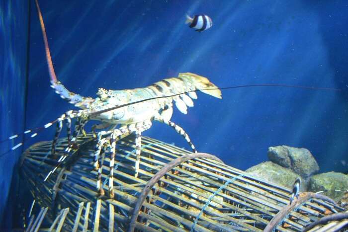 Aquarium in sentosa island