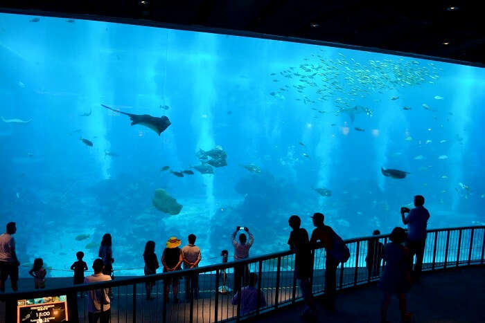 SEA aquarium in sentosa island