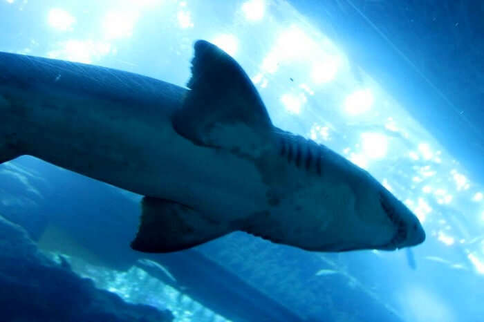 Underwater zoo in Dubai