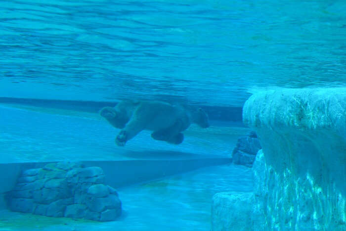 sea lions at singapore zoo