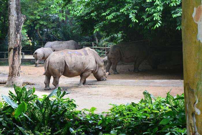 wildlife at the singapore zoo