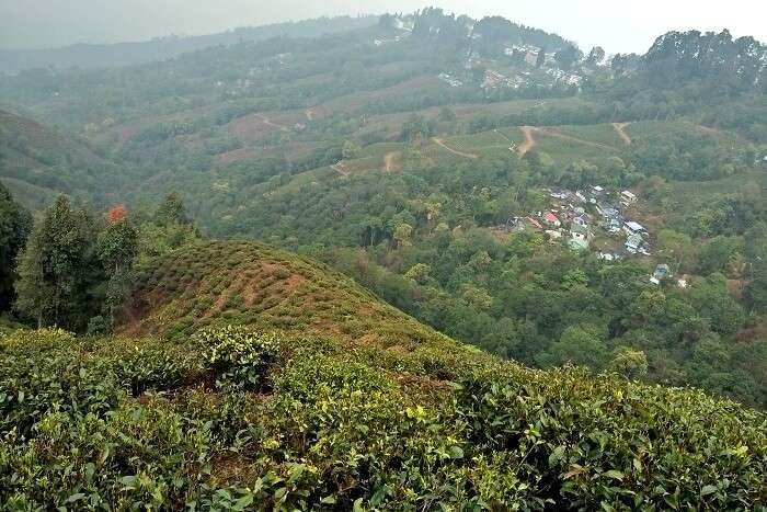 tea gardens in darjeeling