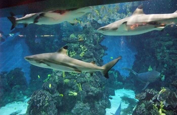 sharks in the Aquarium Barcelona