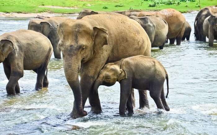 Group of elephants crossing a stream in Pinnawala Elephant Orphanage