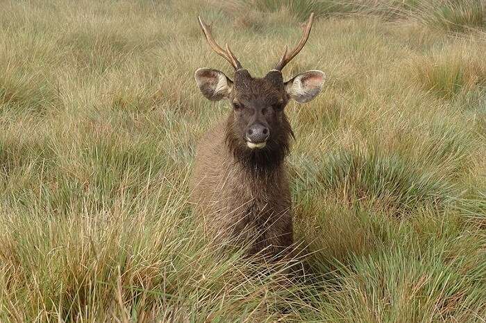 Horton Plains National Park Ohiya