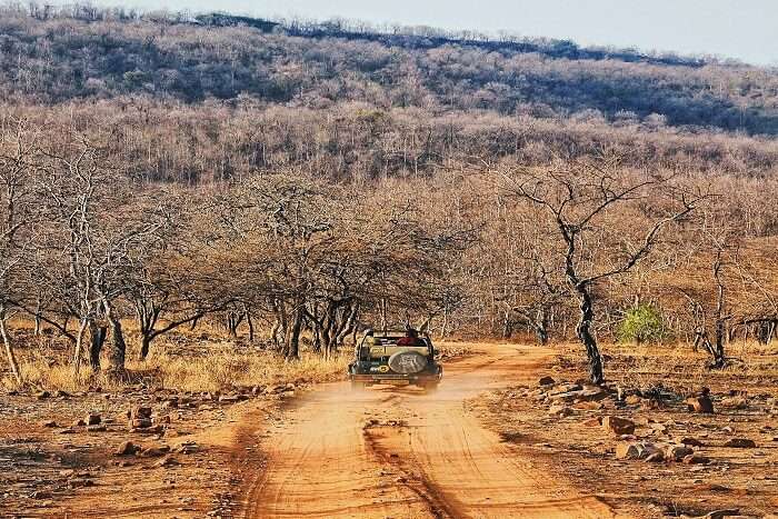 How to reach Panna National Park