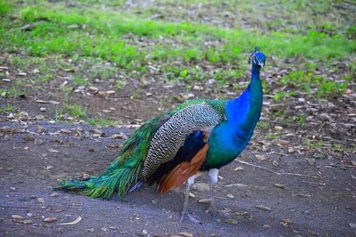 peacock at casela national park