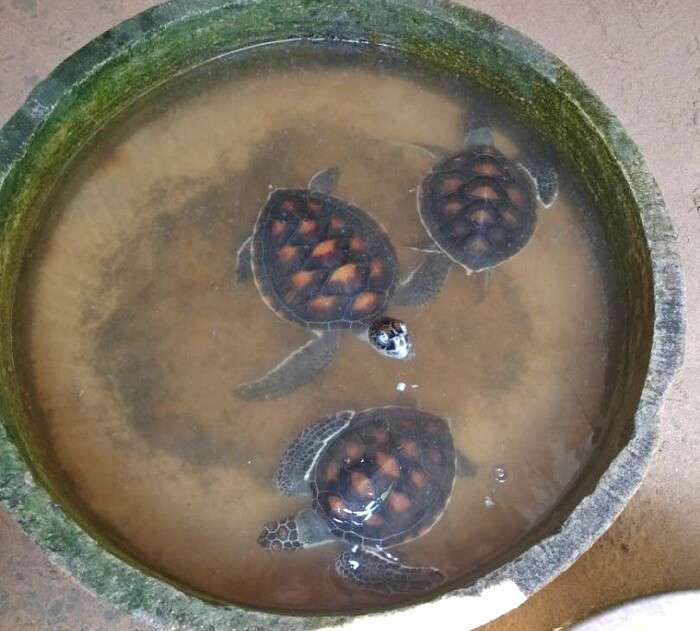 turtles in sri lanka