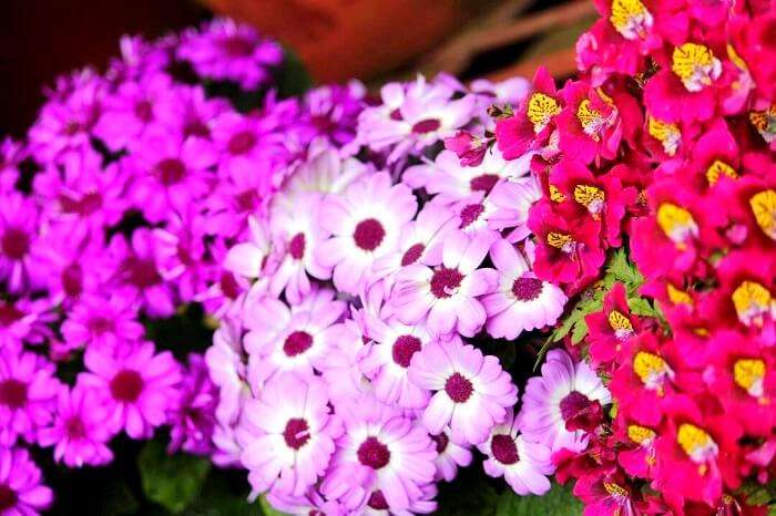flower show in darjeeling