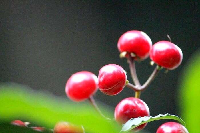 close up photo of wild berries