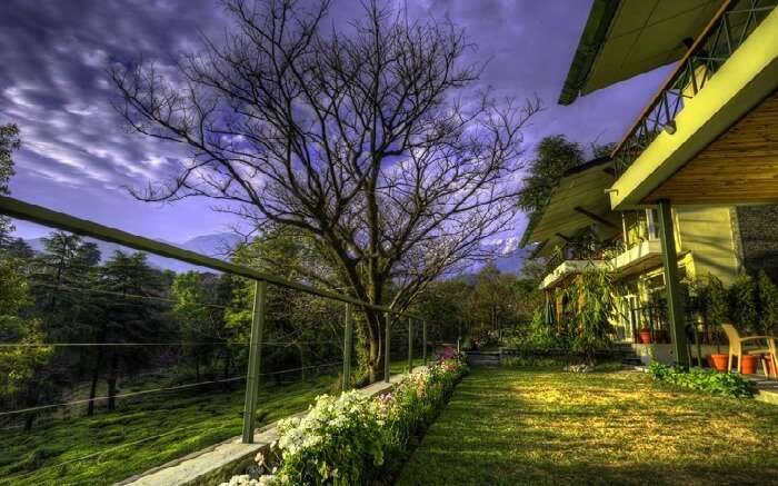 Striking morning hues as seen in Norwood Green homestay in Bundla tea estate Palampur 