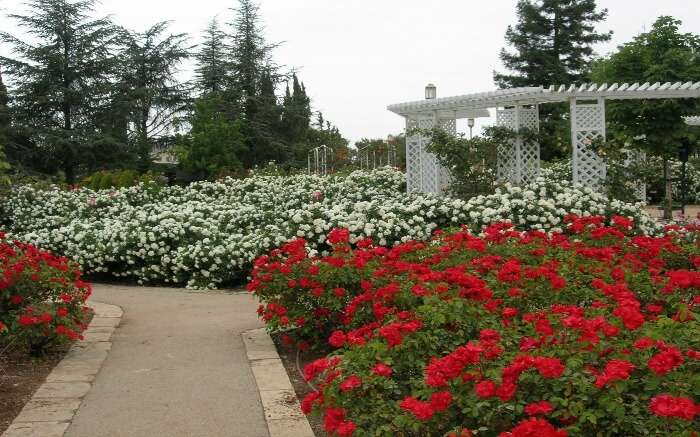 Wohl Rose Park in Israel 