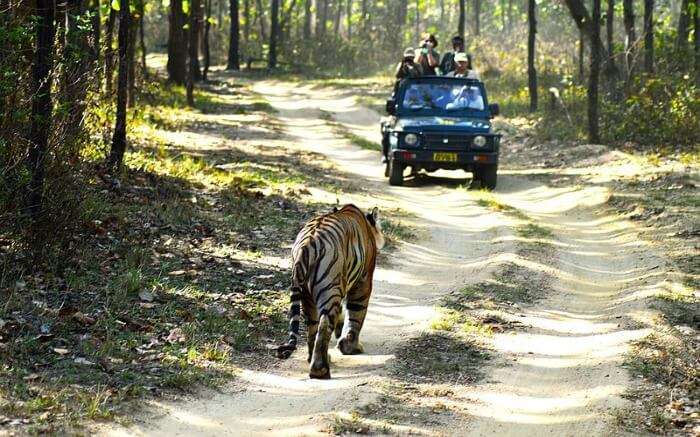 a bengal tiger in front of a jeep