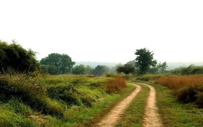 a trail in Sanjay-Dubri National Park And Wildlife Sanctuary