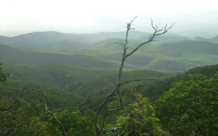 a view of lush green hills Nagari hills 