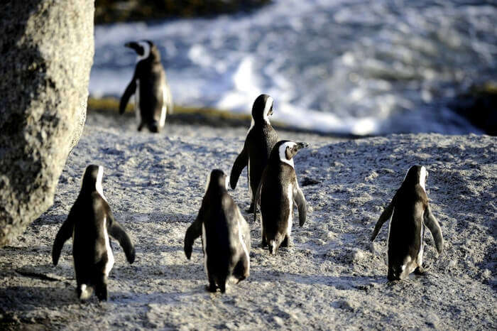 Penguins parading in Cape Town