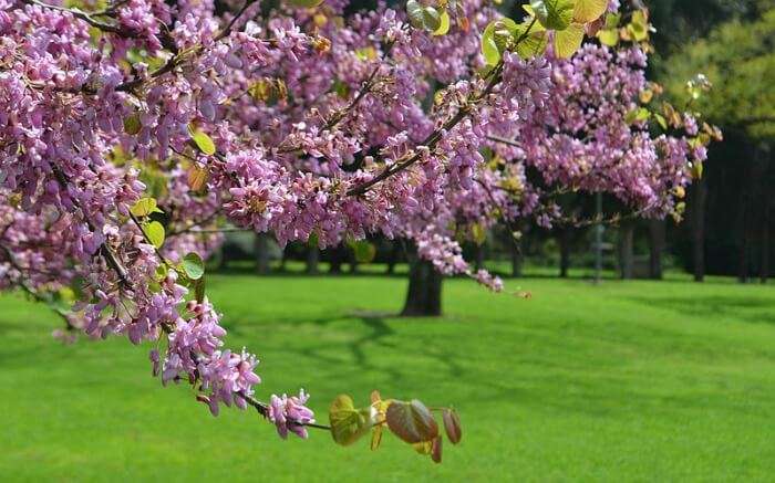almond tree bloom in spring in Israel 