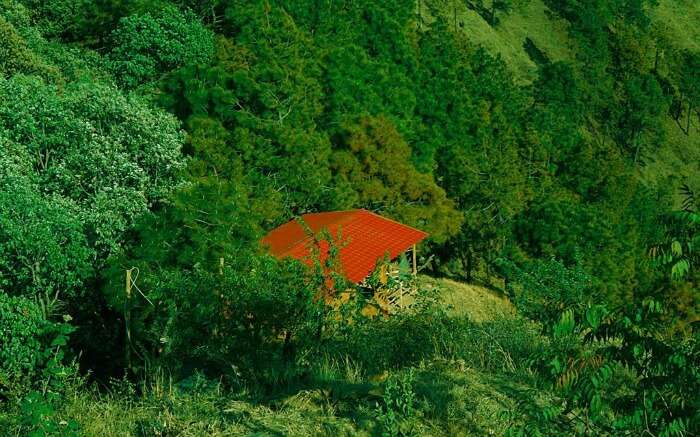 green jungle of Shoghi in Himachal 