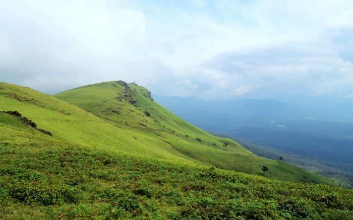 green meadows in Chikmagalur