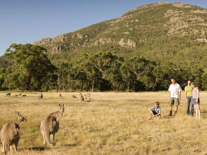 Tourists ready to feed the Kangaroos at the Grampians Wildlife Park in Australia