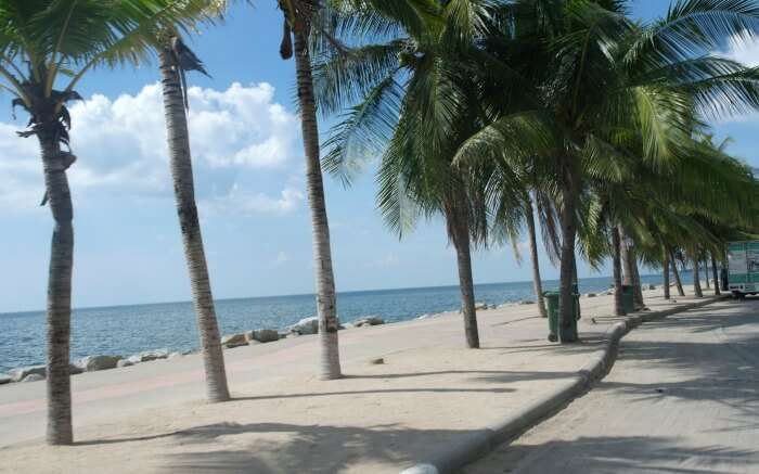 palm trees on the beach of Bang Saen 