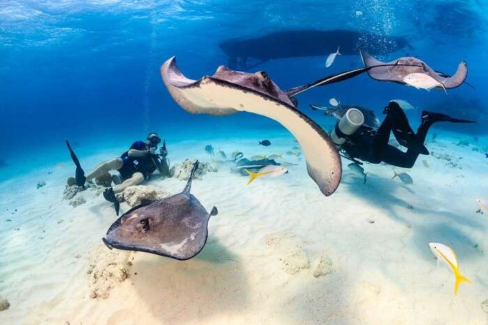 A couple swimming under the water with stingrays in Great Cayman Island