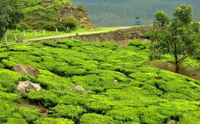 tea gardens of Palampur 