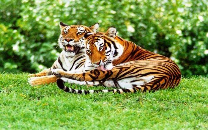 two bengal tigers in Satpura National Park