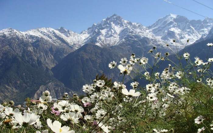 white wildflowers with snow capped Himalayan view in Kalpa