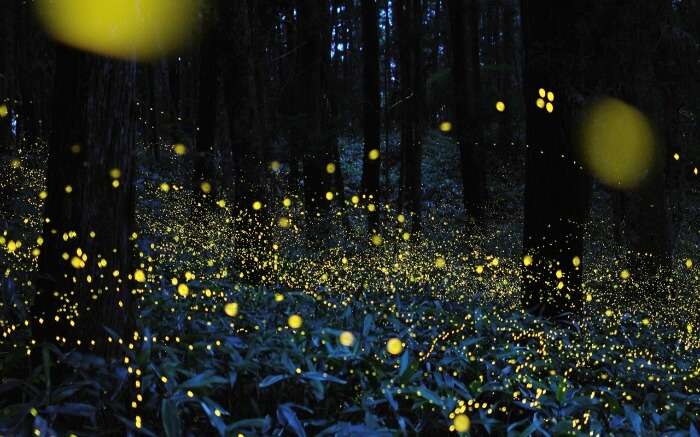 Fireflies in the jungle at night 