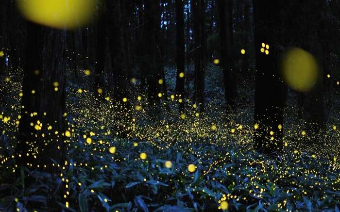 Purushwadi Fireflies Festival 2022: Just 4 Hrs From Mumbai!