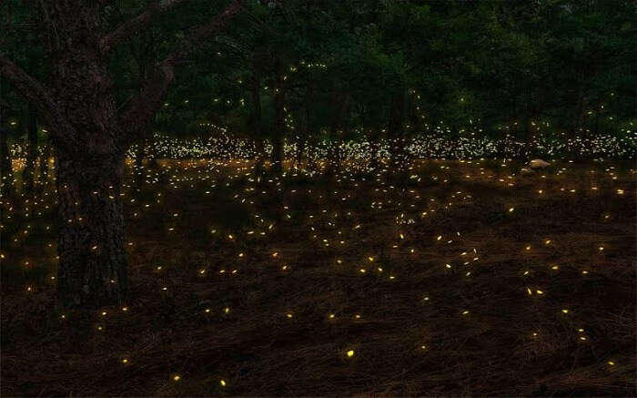 Fireflies lighting up the forest area at night 