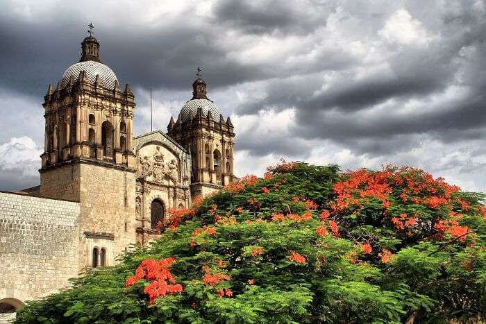 Florecer en Oaxaca