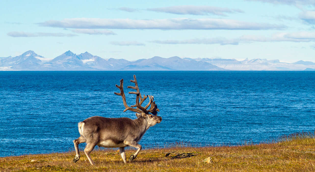 a moose running by a lake