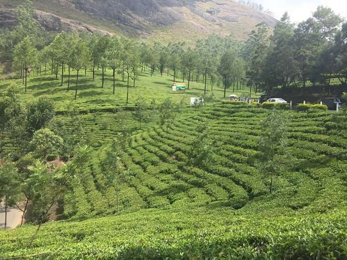 munnar tea gardens