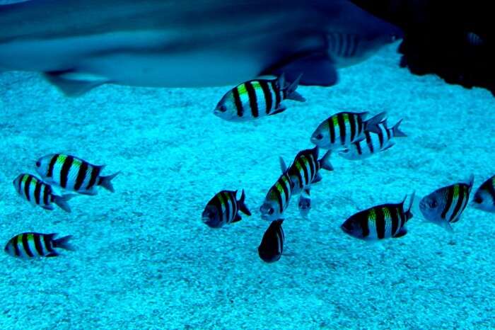 aquarium in sentosa