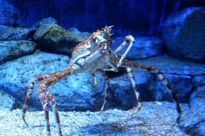 sentosa aquarium 