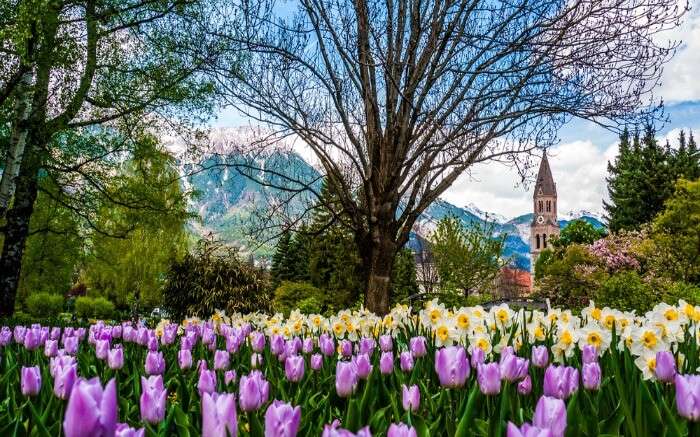 Flowers in Innsbruck