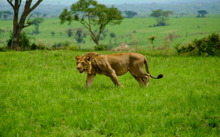 Lioness in Elizabeth National Park in Uganda 