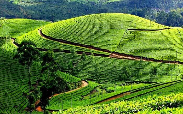 Tea plantations of Ooty