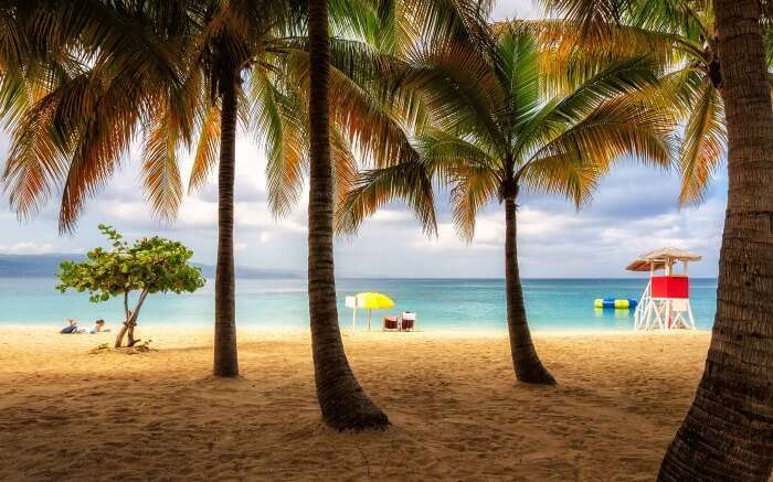 Palm trees on brown sand Doctor Cave Beach 