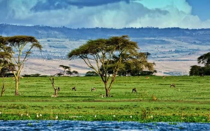 The shore of Lake Naivasha in Kenya 