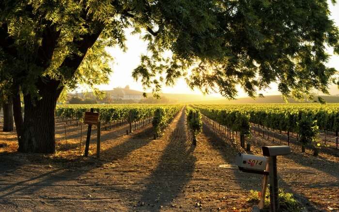 Vineyard in Nashik