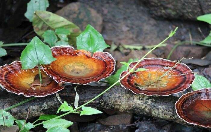 Wild mushrooms in Purushwadi jungle