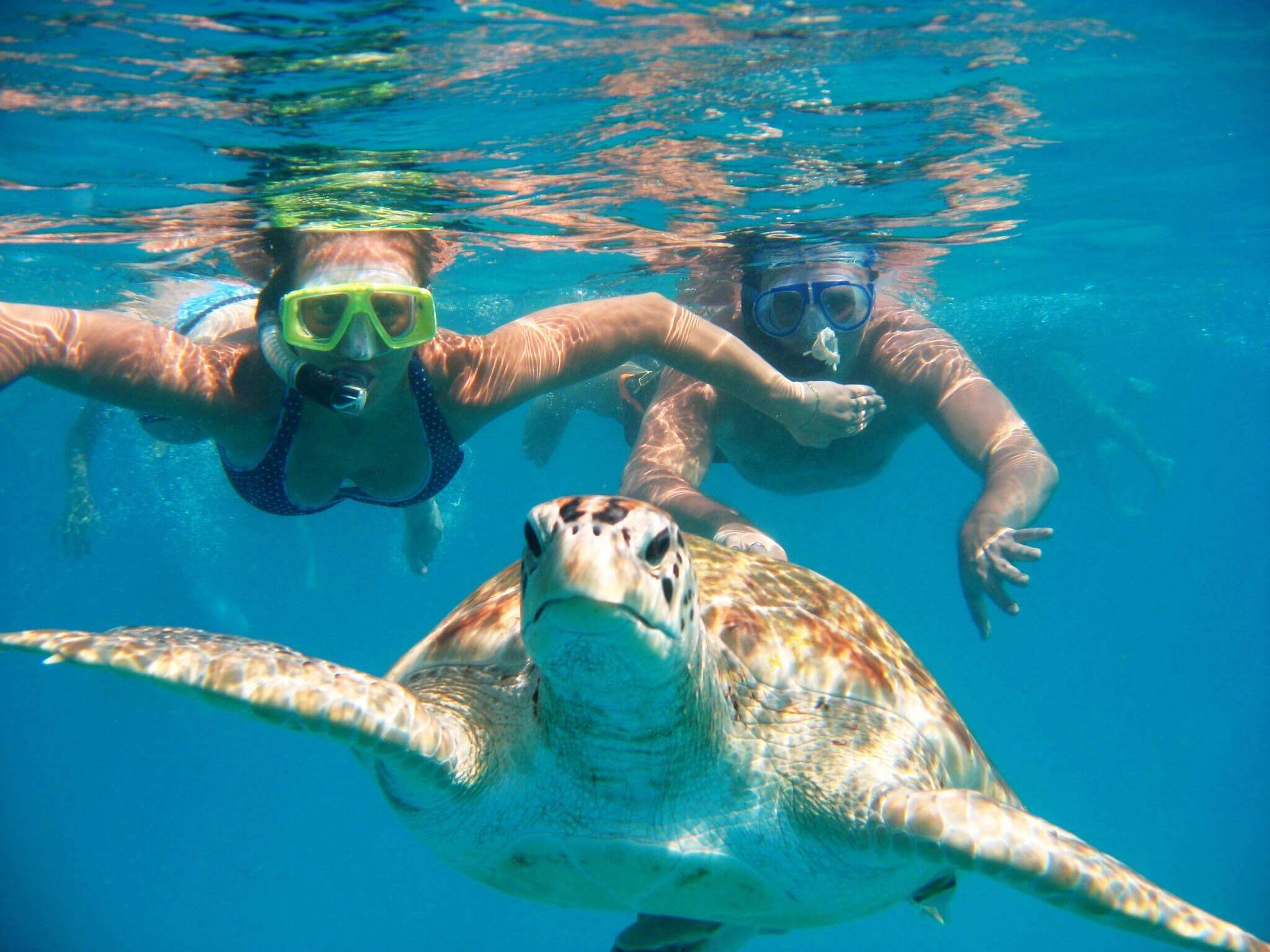 a couple snorkeling with a turtle