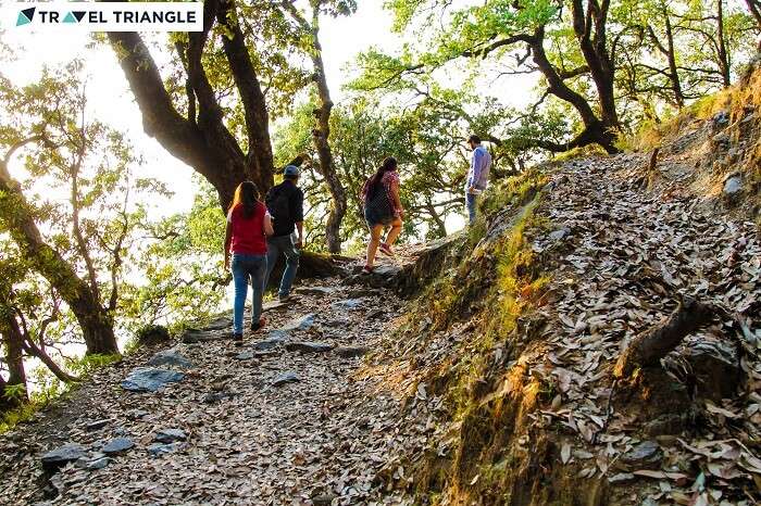 A group of travelers taking a trek upto the take off site for paragliding in Bir Billing