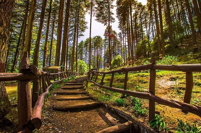 A beautiful shot of the forest trail in Dhanaulti