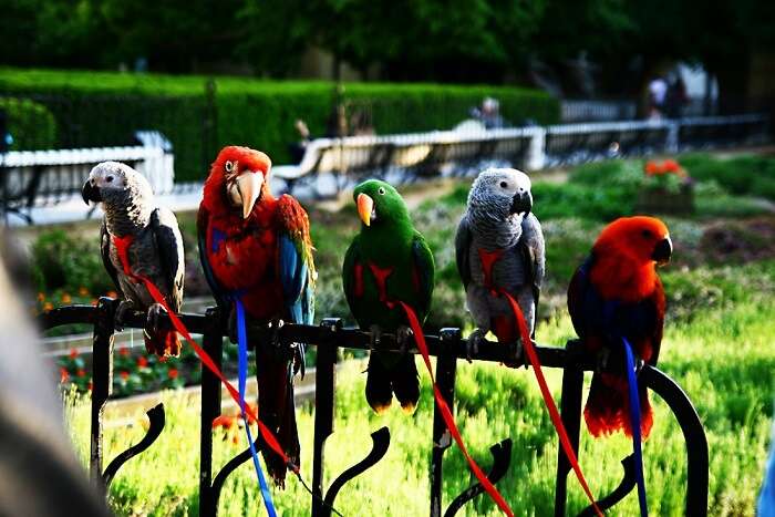 Jurong Bird Park, Singapore