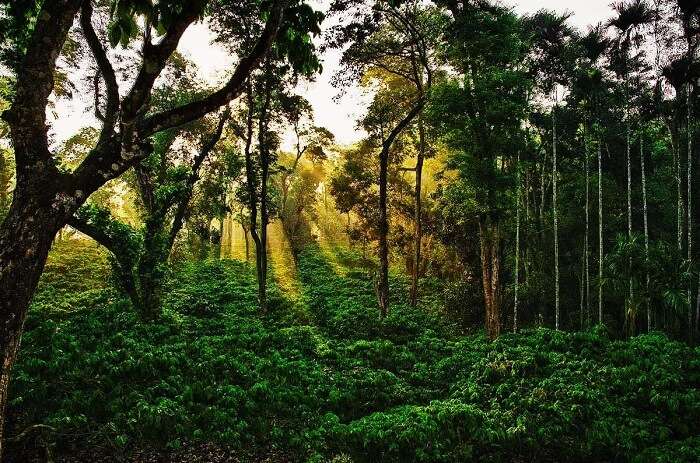 Coorg coffee plantations