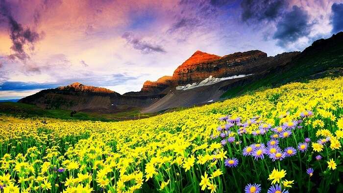 valley of flowers, Uttarakhand
